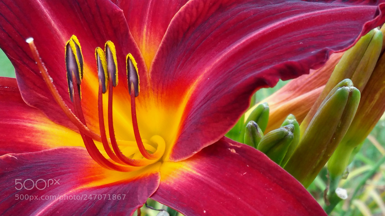 Samsung Galaxy Note4 sample photo. Hibiscus -red splendor photography