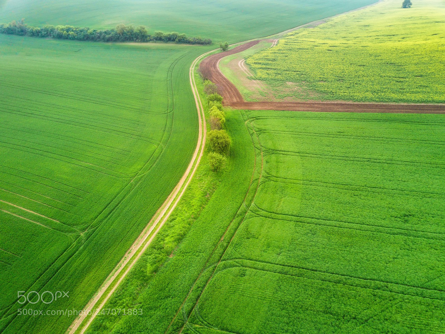 DJI FC220 sample photo. Among spring fields photography