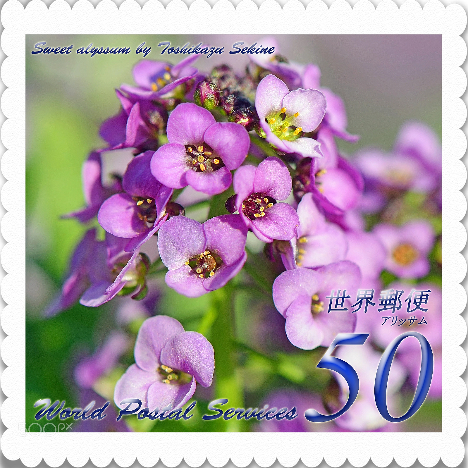Nikon D800 sample photo. Sweet alyssum photography