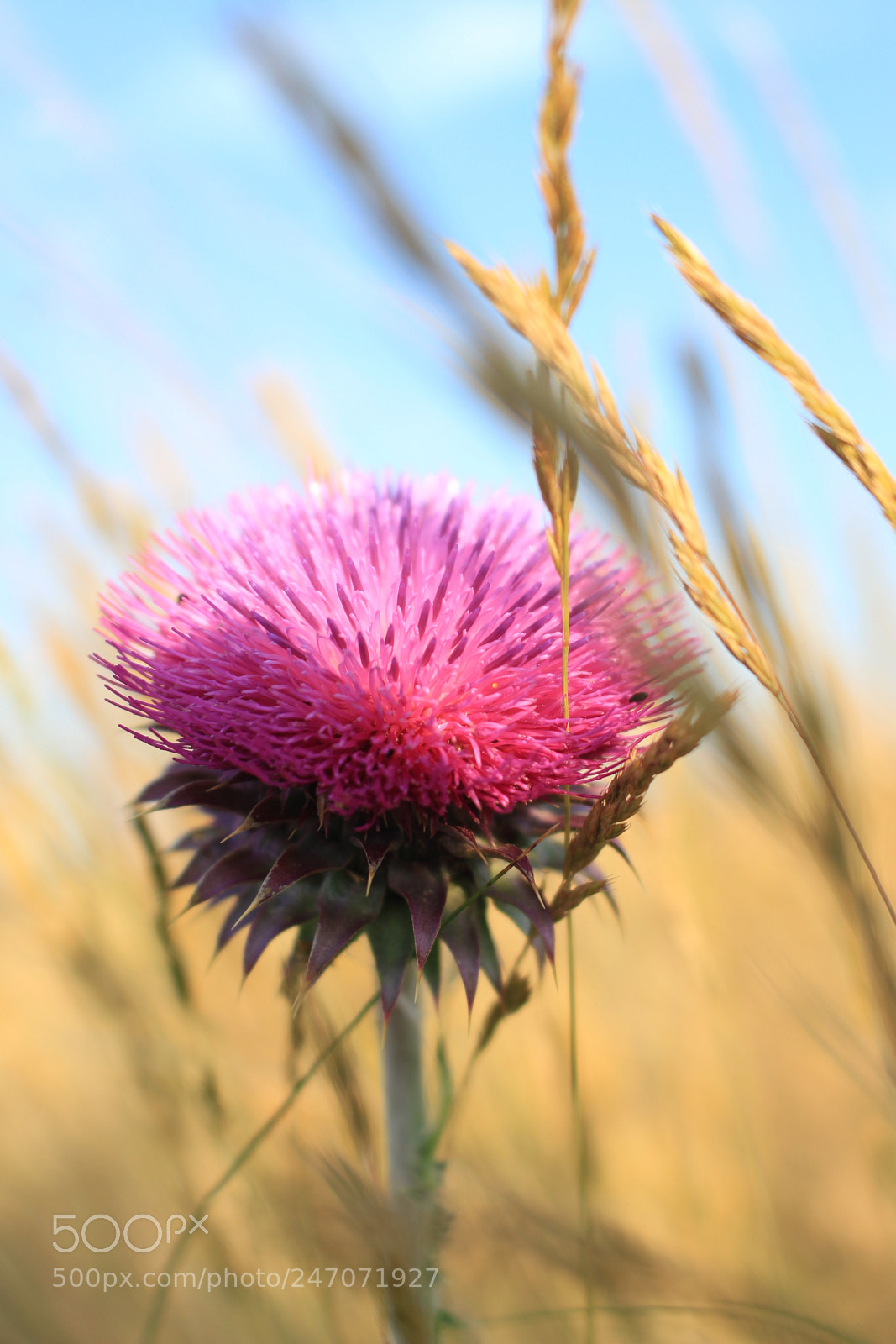 Canon EOS 700D (EOS Rebel T5i / EOS Kiss X7i) sample photo. Summertime photography