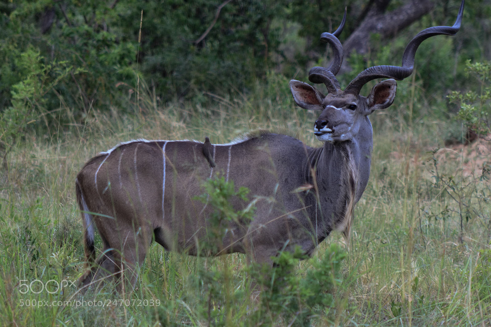 Canon EOS 500D (EOS Rebel T1i / EOS Kiss X3) sample photo. Kudu - kruger national photography