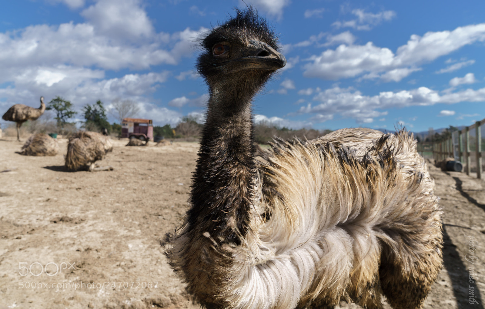Sony a7R II sample photo. Emu photography
