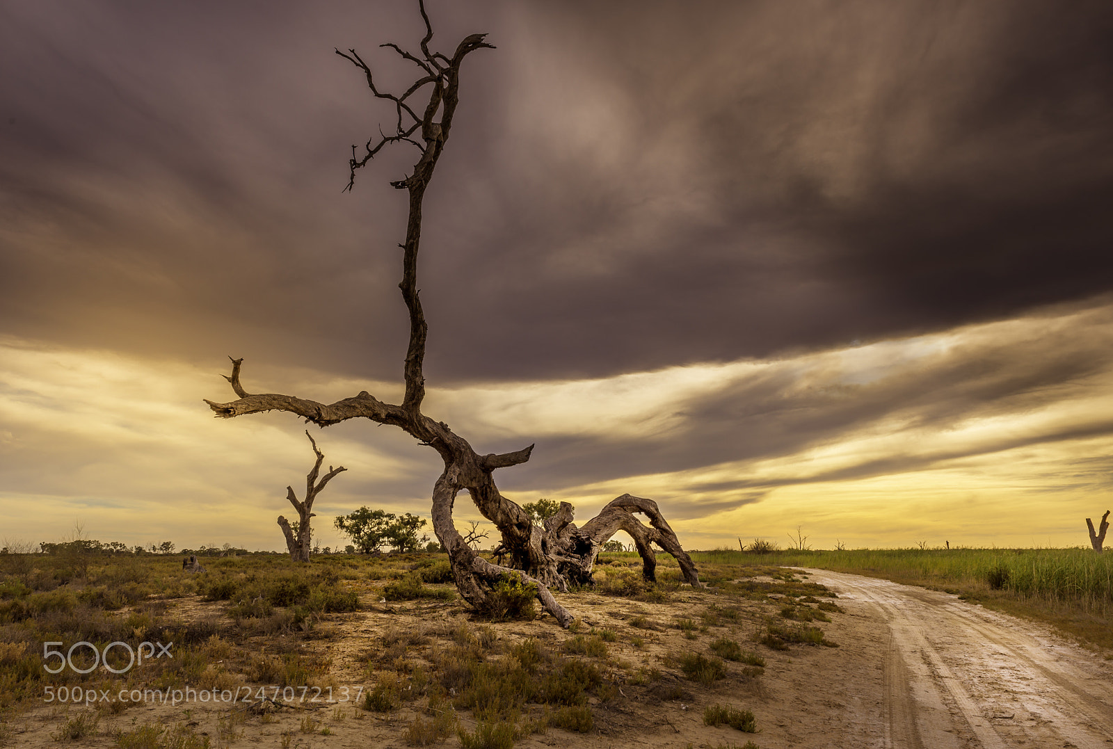 Nikon D610 sample photo. Lonely tree photography