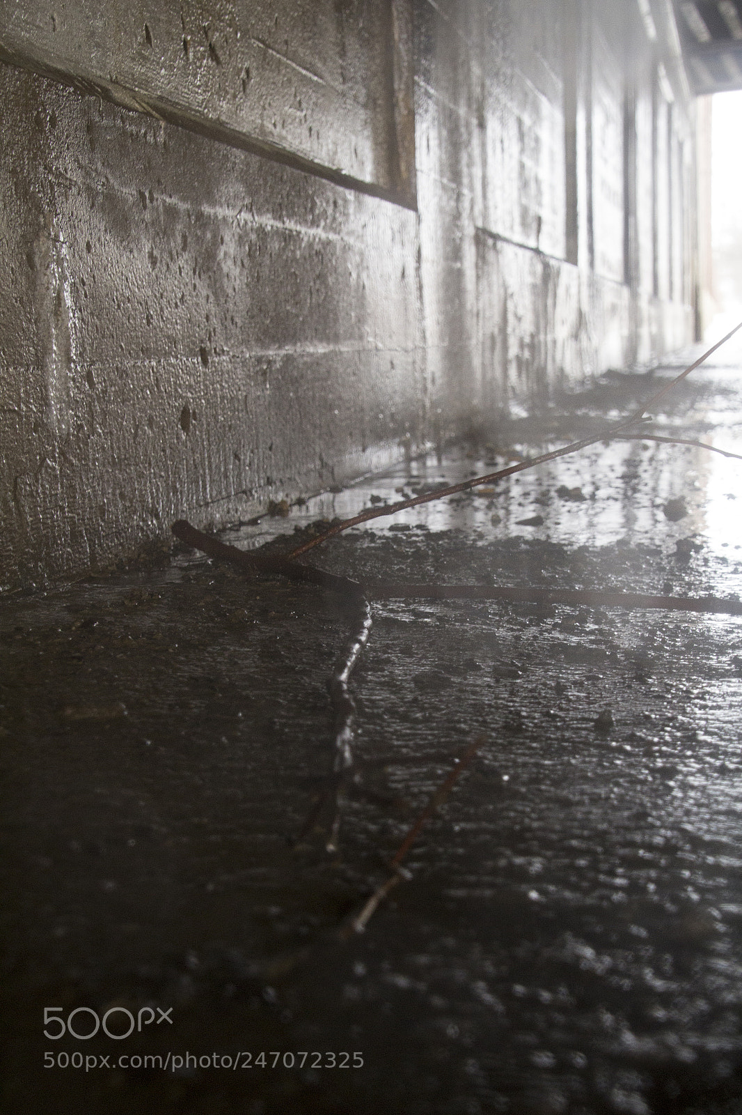 Canon EOS 1200D (EOS Rebel T5 / EOS Kiss X70 / EOS Hi) sample photo. Abandoned branch under a photography