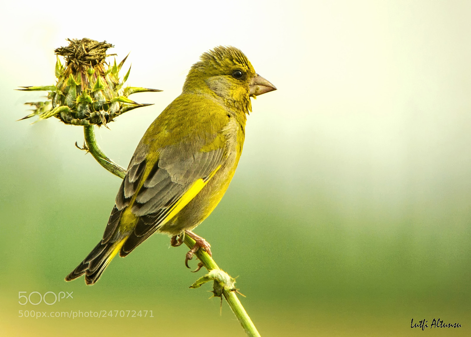 Nikon D7100 sample photo. European greenfinch / florya, adana, 2016. photography