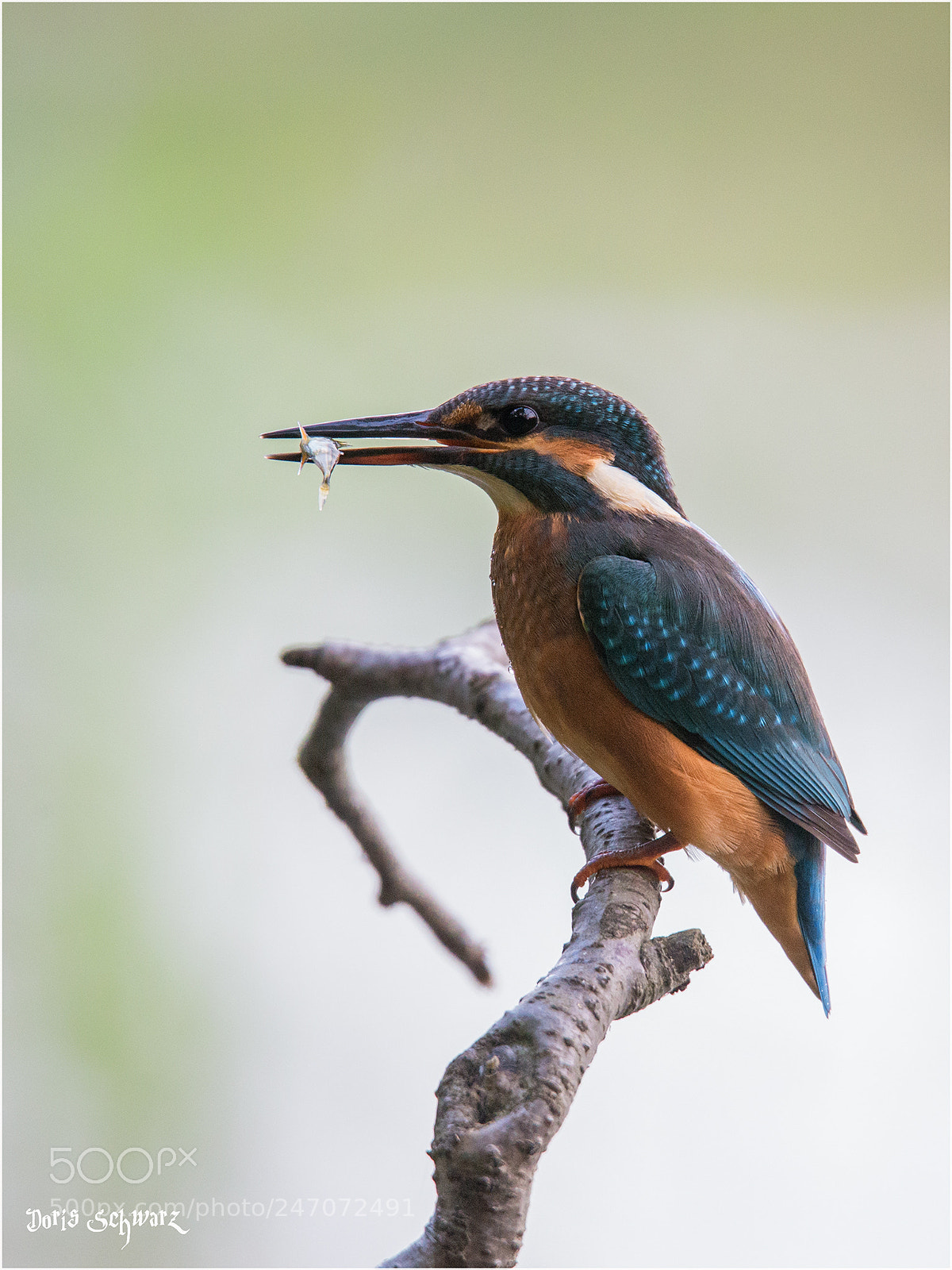 Nikon D610 sample photo. Kingfisher photography