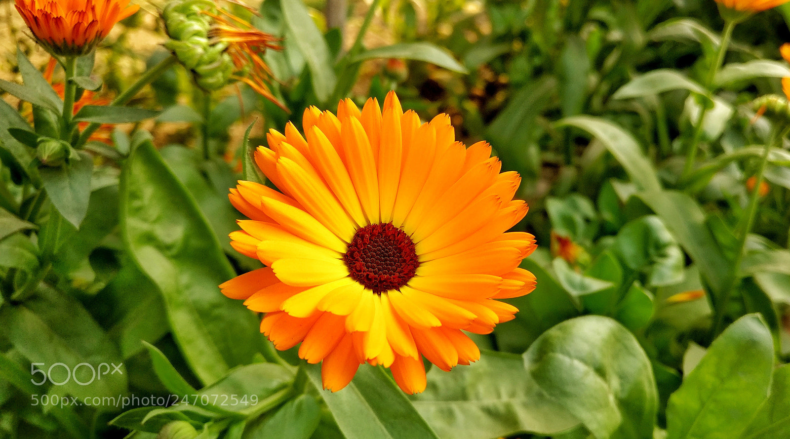OnePlus A3003 sample photo. Intended for the solace photography