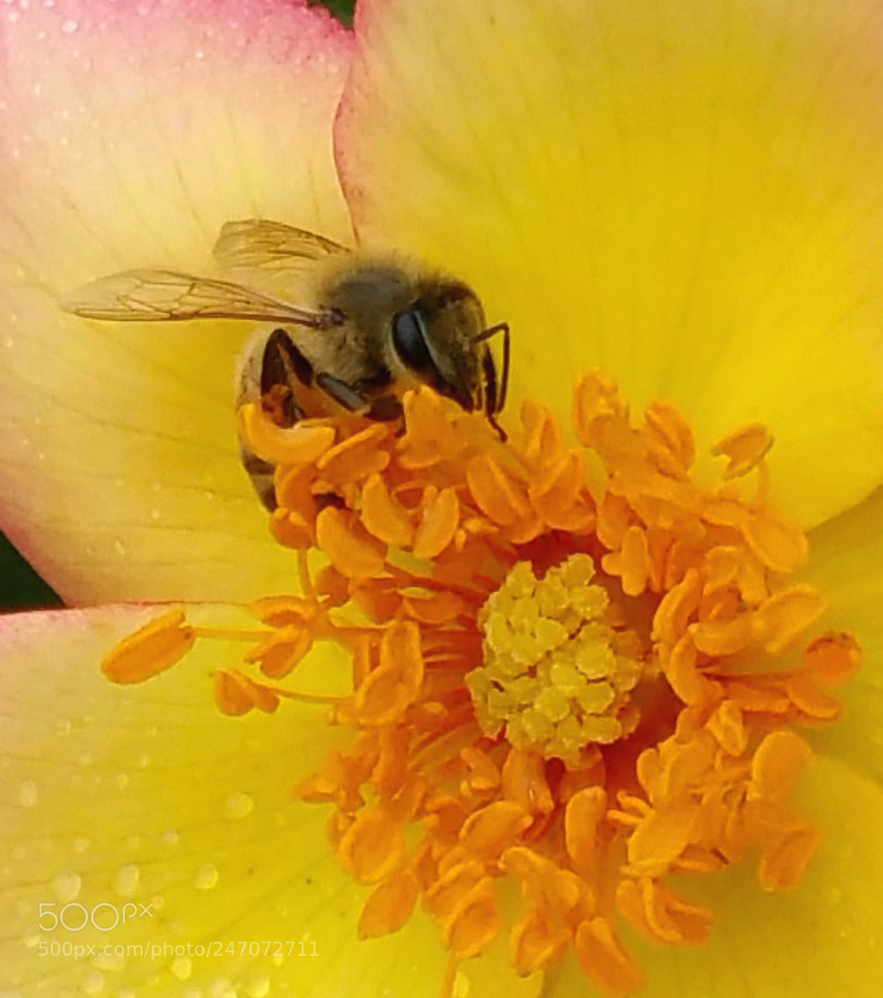 Samsung Galaxy Note4 sample photo. Ticked off bee! photography