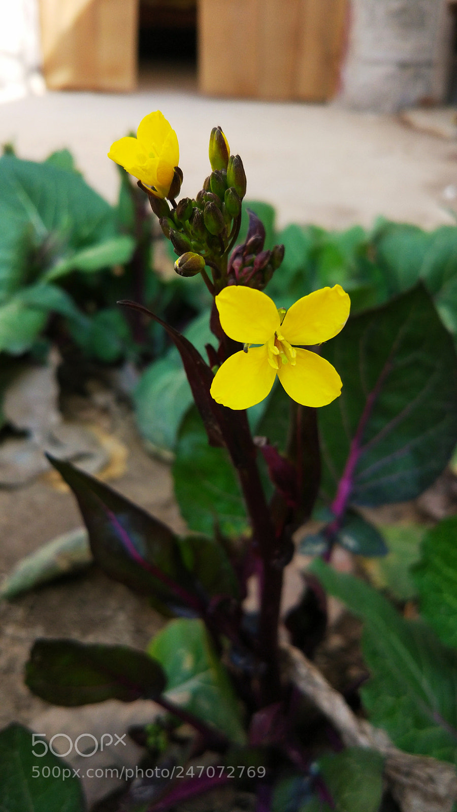 Xiaomi MI 5 sample photo. Untitled photography