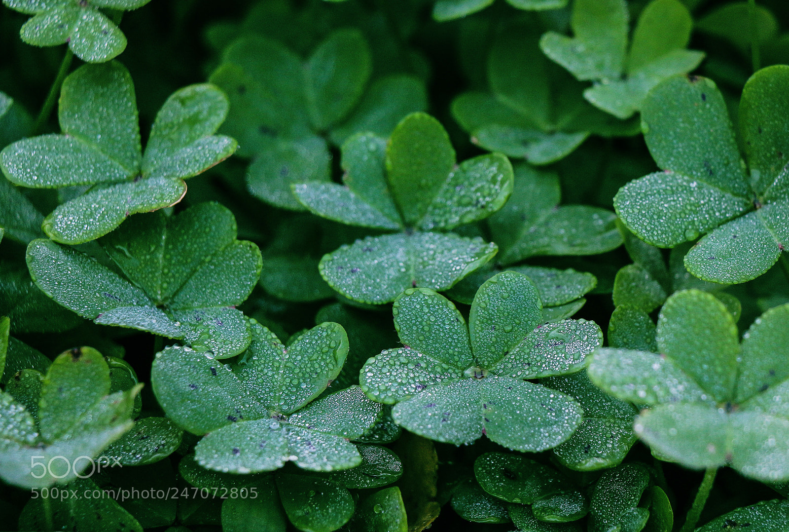 Canon EOS 700D (EOS Rebel T5i / EOS Kiss X7i) sample photo. Green and drops photography