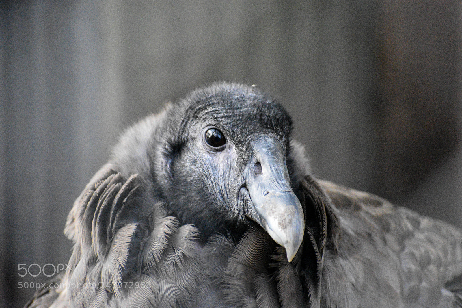 Nikon D3400 sample photo. Andean condor photography