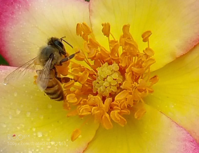 Samsung Galaxy Note4 sample photo. Busy buzzing bee! photography