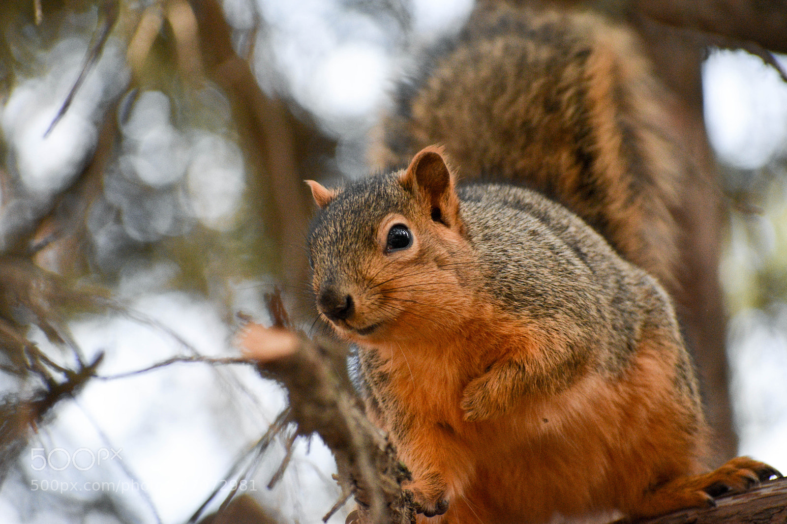 Nikon D3400 sample photo. Squirrel looking photography