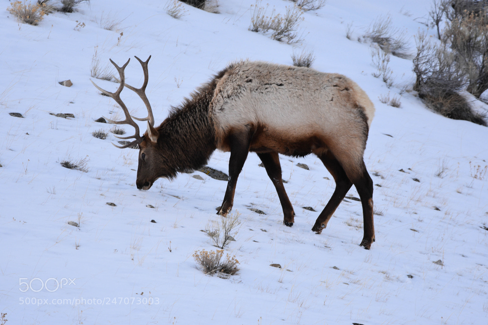 Nikon D3400 sample photo. Elk eating photography