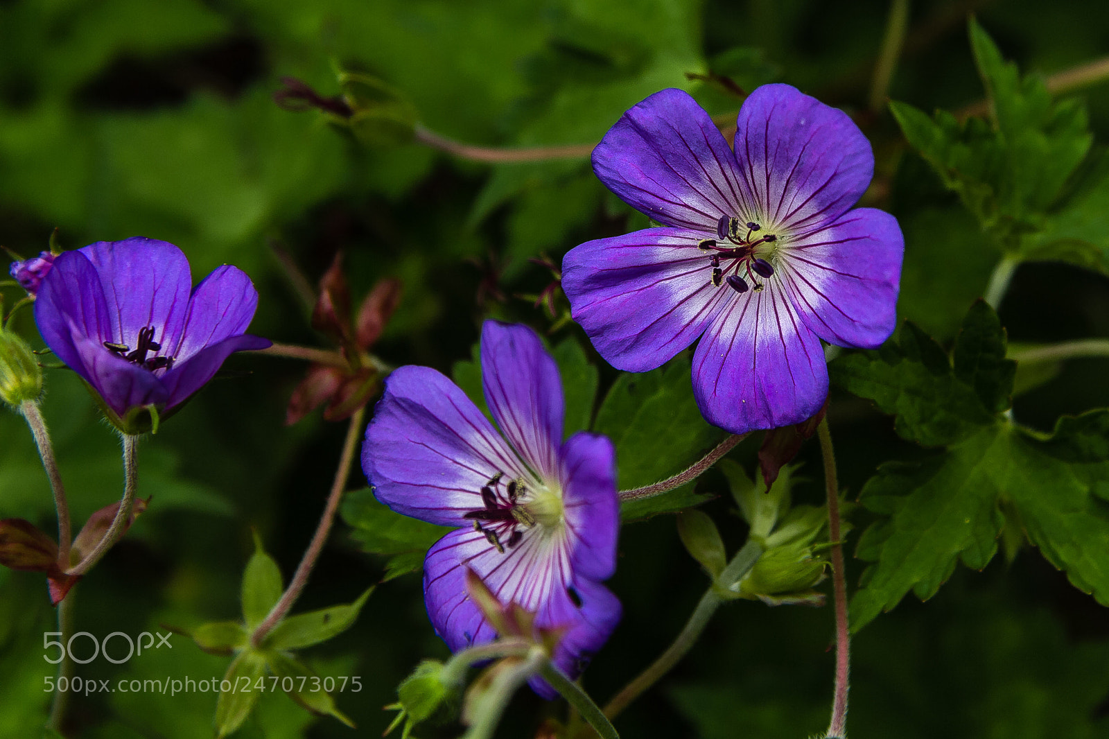 Canon EOS 60D sample photo. Geranium wallchianum photography
