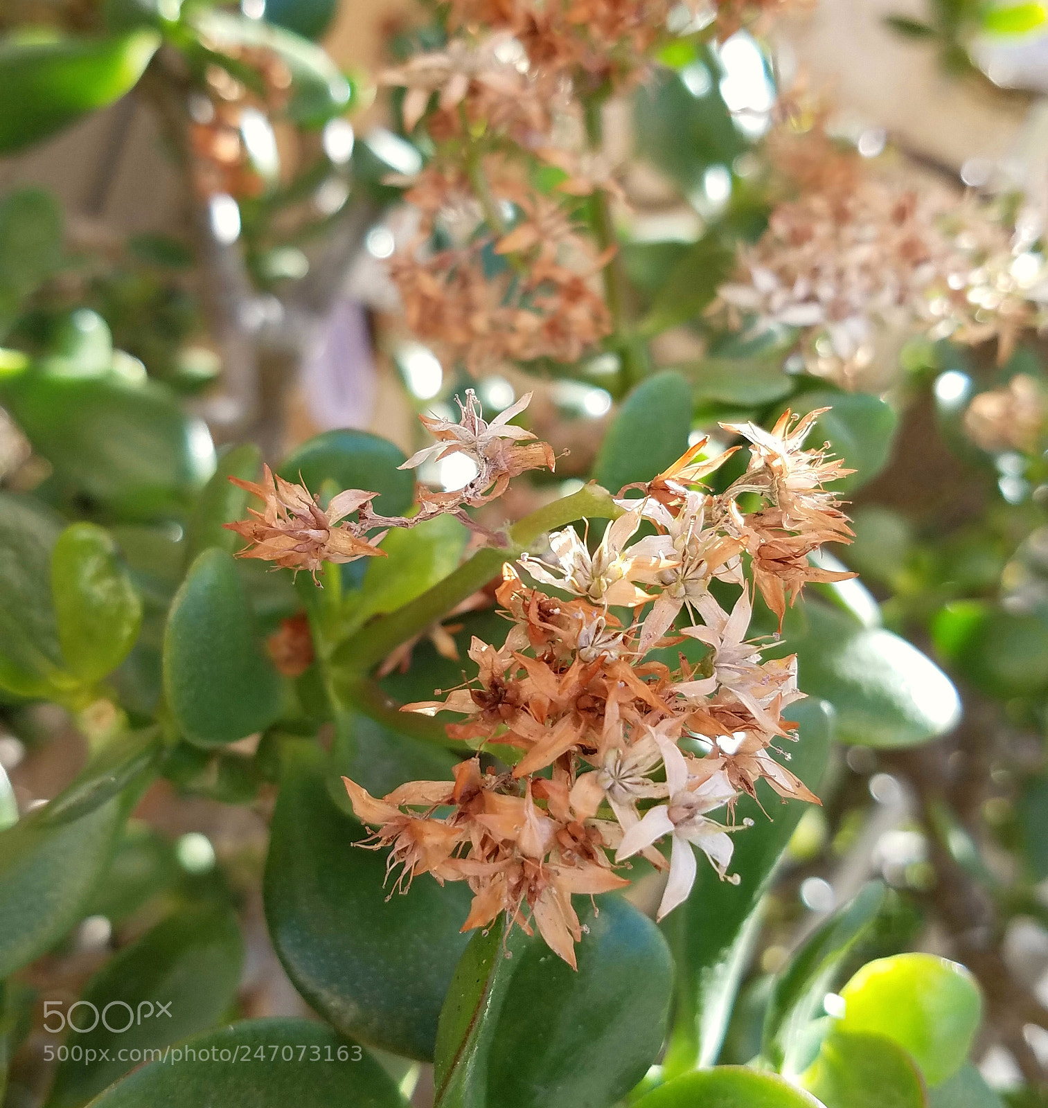 Samsung Galaxy S7 sample photo. Random flower photography