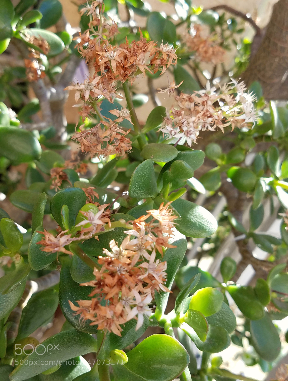 Samsung Galaxy S7 sample photo. Random flower photography