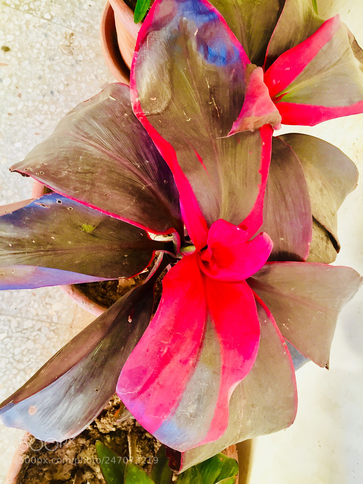 Apple iPhone 6 sample photo. Untitled photography