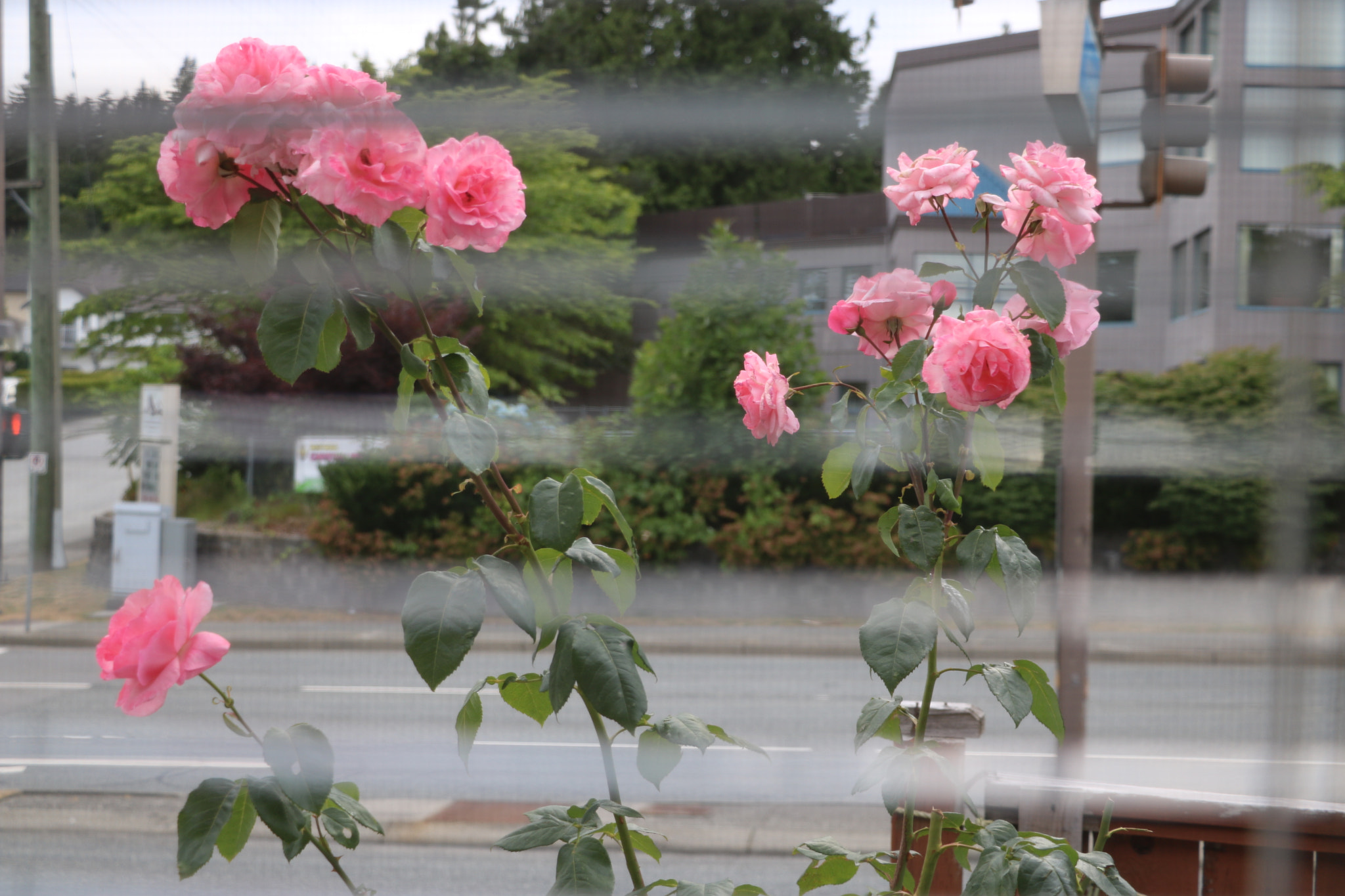 Canon EOS 750D (EOS Rebel T6i / EOS Kiss X8i) sample photo. Img photography