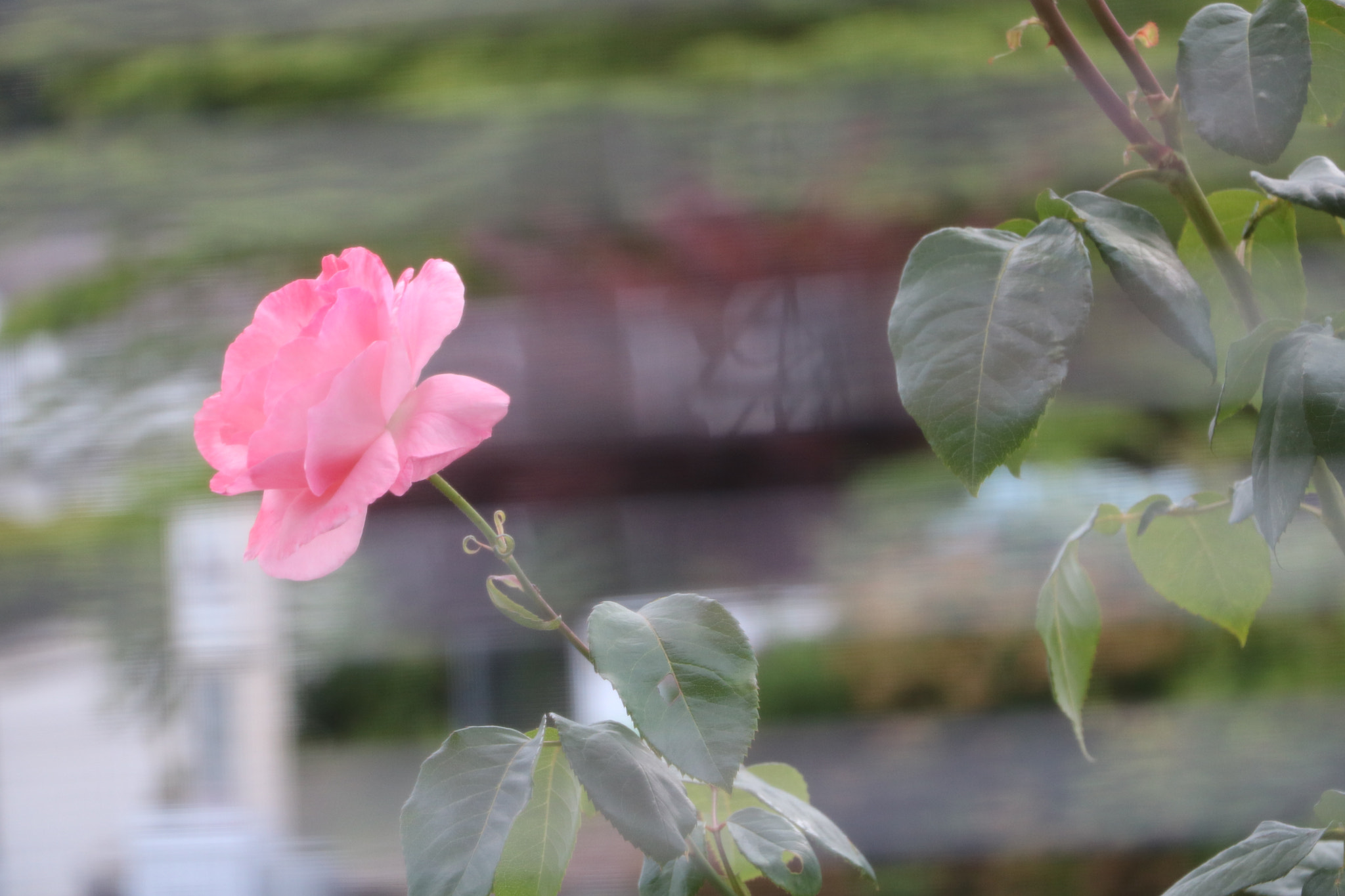 Canon EOS 750D (EOS Rebel T6i / EOS Kiss X8i) + Canon EF-S 18-135mm F3.5-5.6 IS STM sample photo. Img photography
