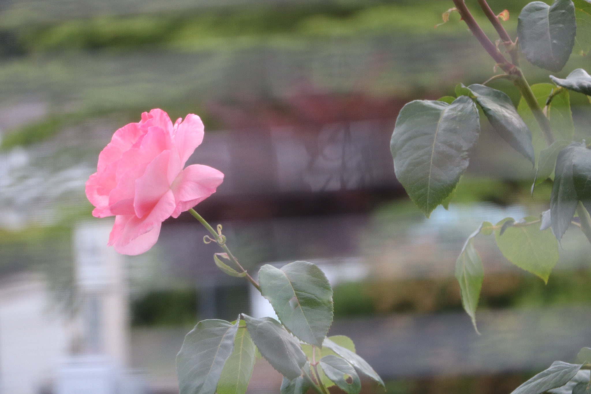 Canon EOS 750D (EOS Rebel T6i / EOS Kiss X8i) sample photo. Img photography