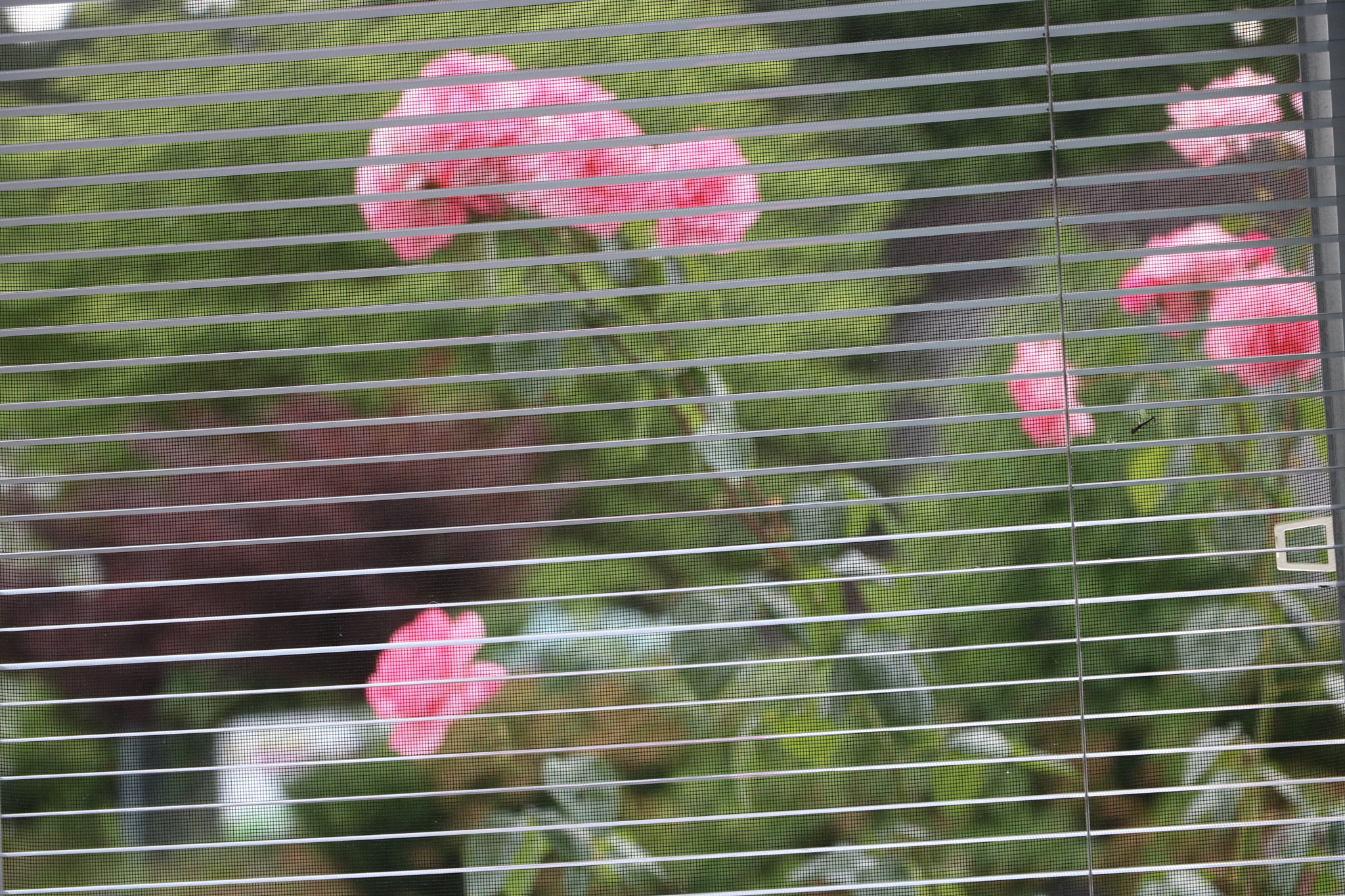 Canon EOS 750D (EOS Rebel T6i / EOS Kiss X8i) sample photo. Img photography