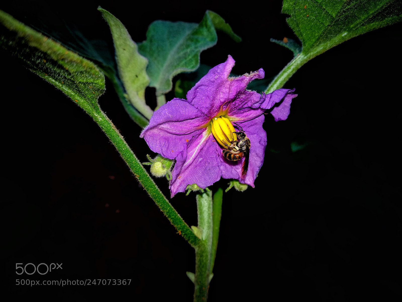 Xiaomi Mi A1 sample photo. Honeybee collecting honey photography