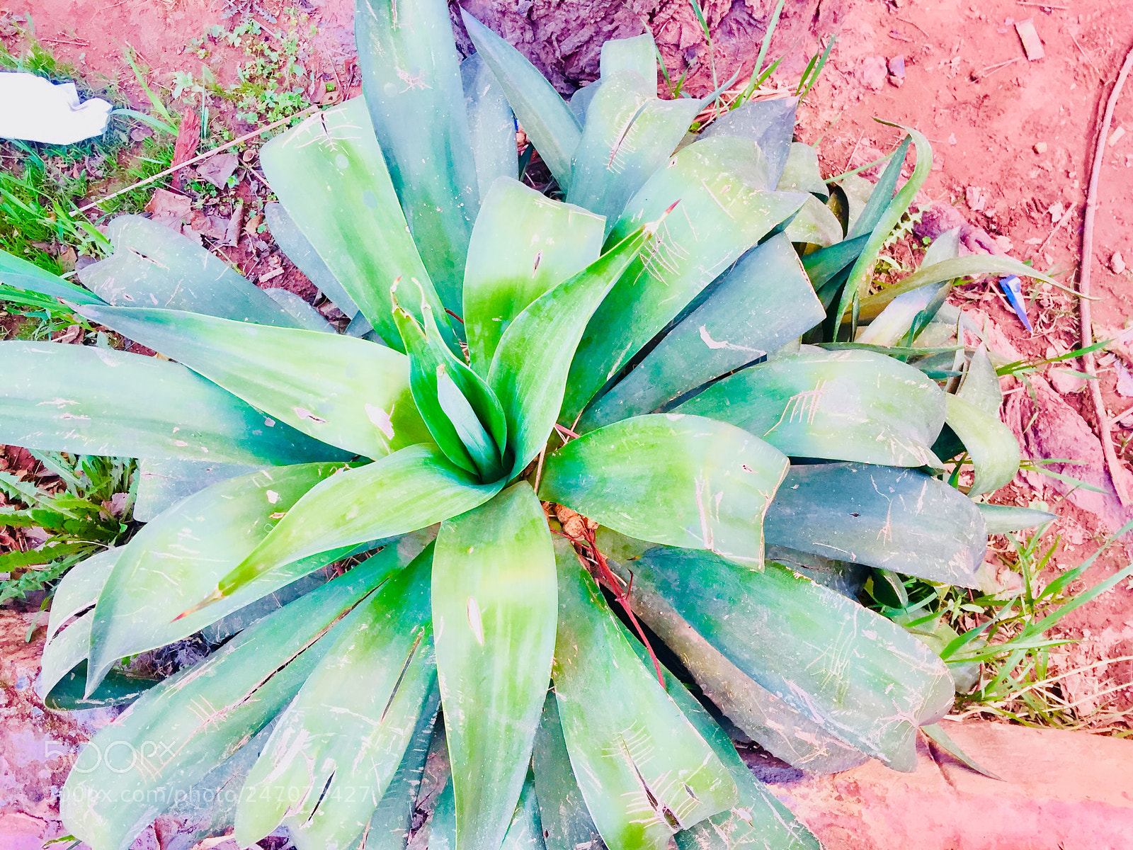 Apple iPhone 6 sample photo. Untitled photography