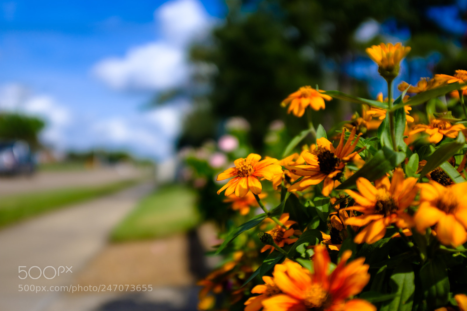 Fujifilm X100F sample photo. Sunnies photography