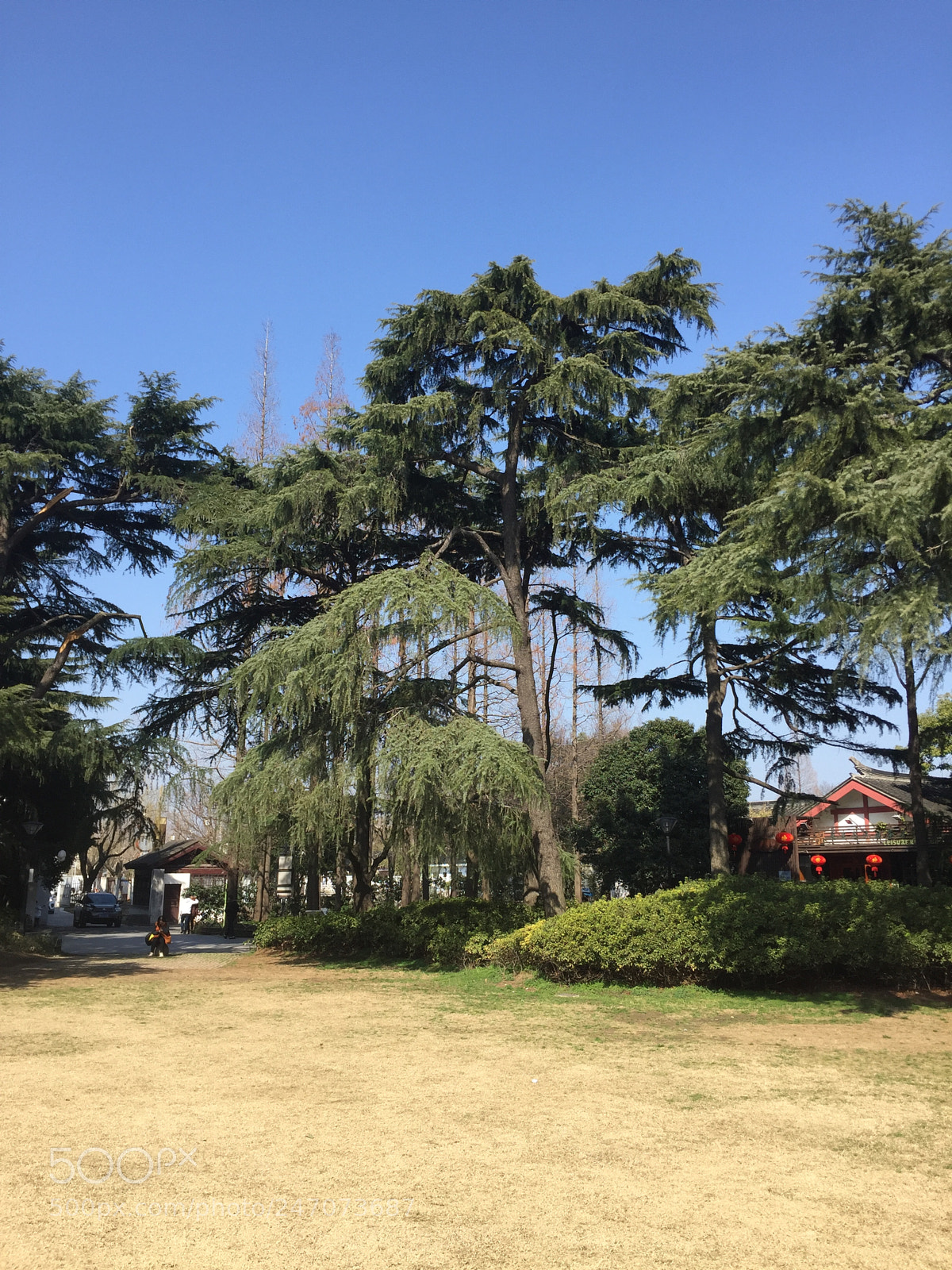 Apple iPhone 6 sample photo. Tree photography