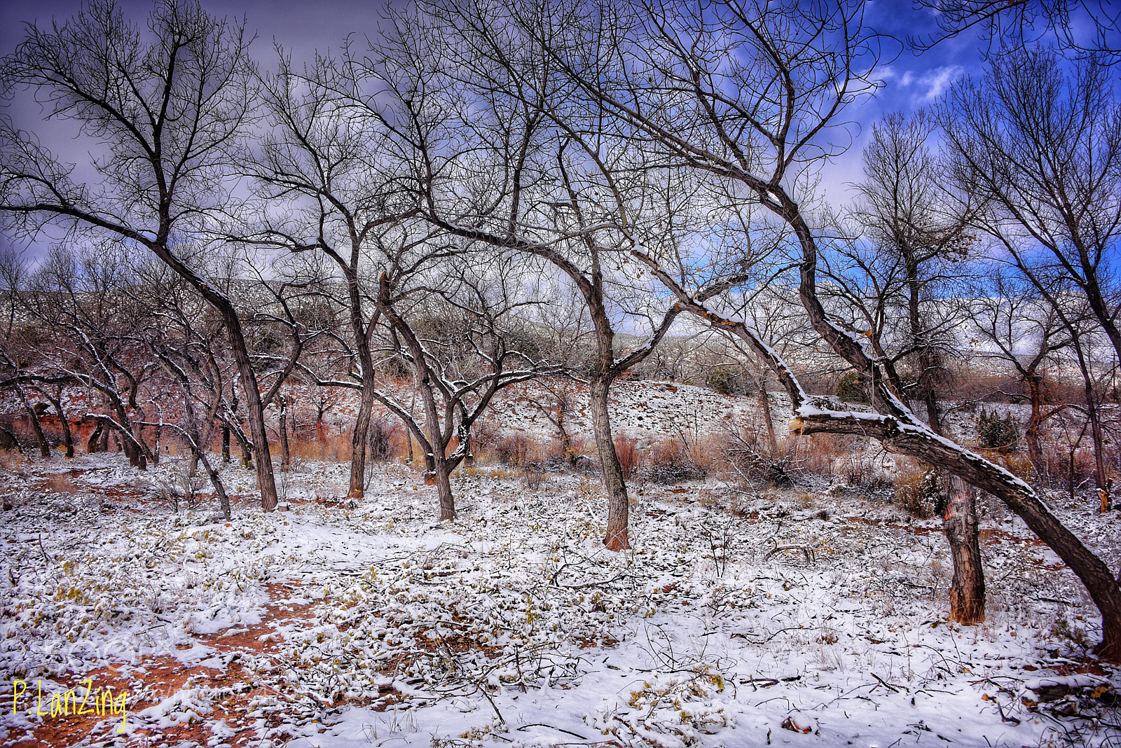 Nikon D810 sample photo. Winter woods, new mexico photography