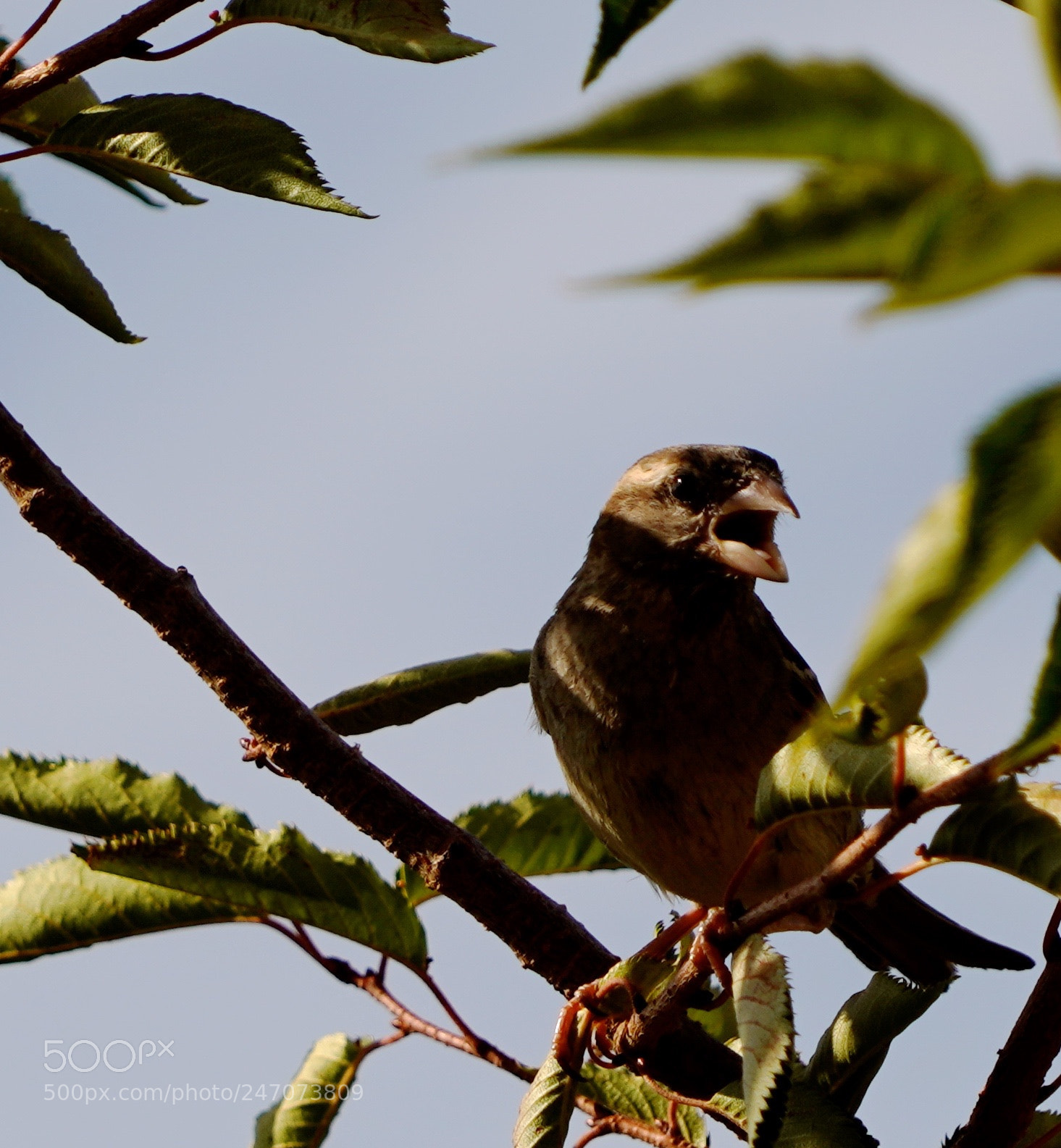 Sony a9 sample photo. Hungry photography