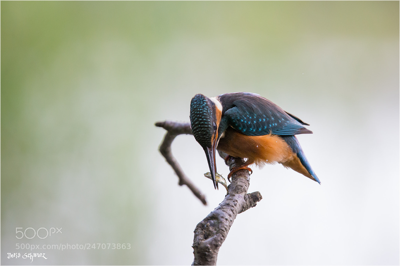Nikon D610 sample photo. Kingfisher photography