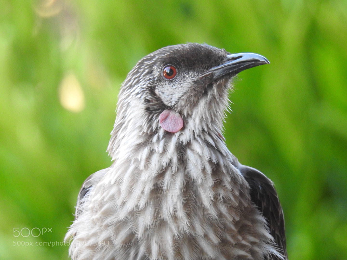 Nikon Coolpix P900 sample photo. Wattle bird, australia photography