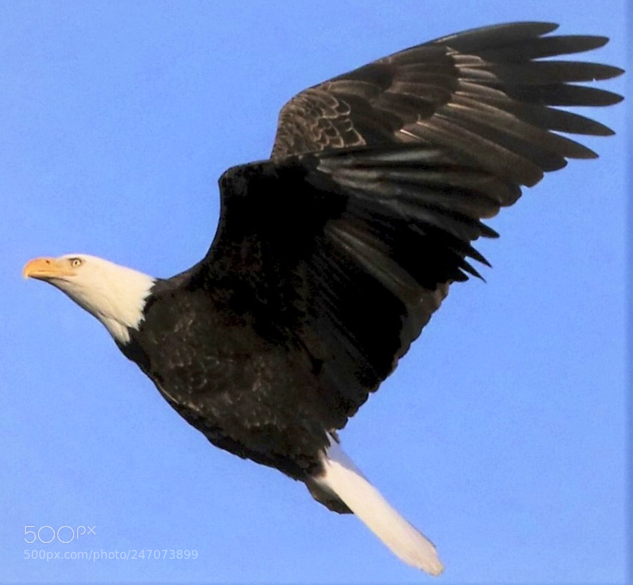 Canon EOS 7D Mark II sample photo. Bald  eagle photography