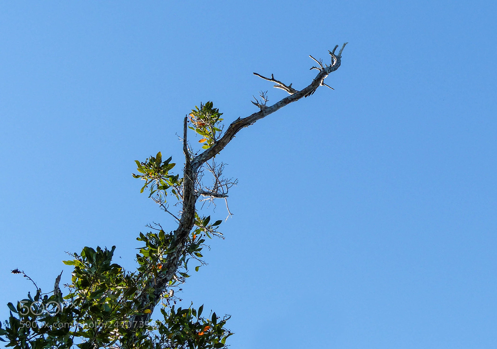 Panasonic Lumix DMC-FZ200 sample photo. Survival skills photography