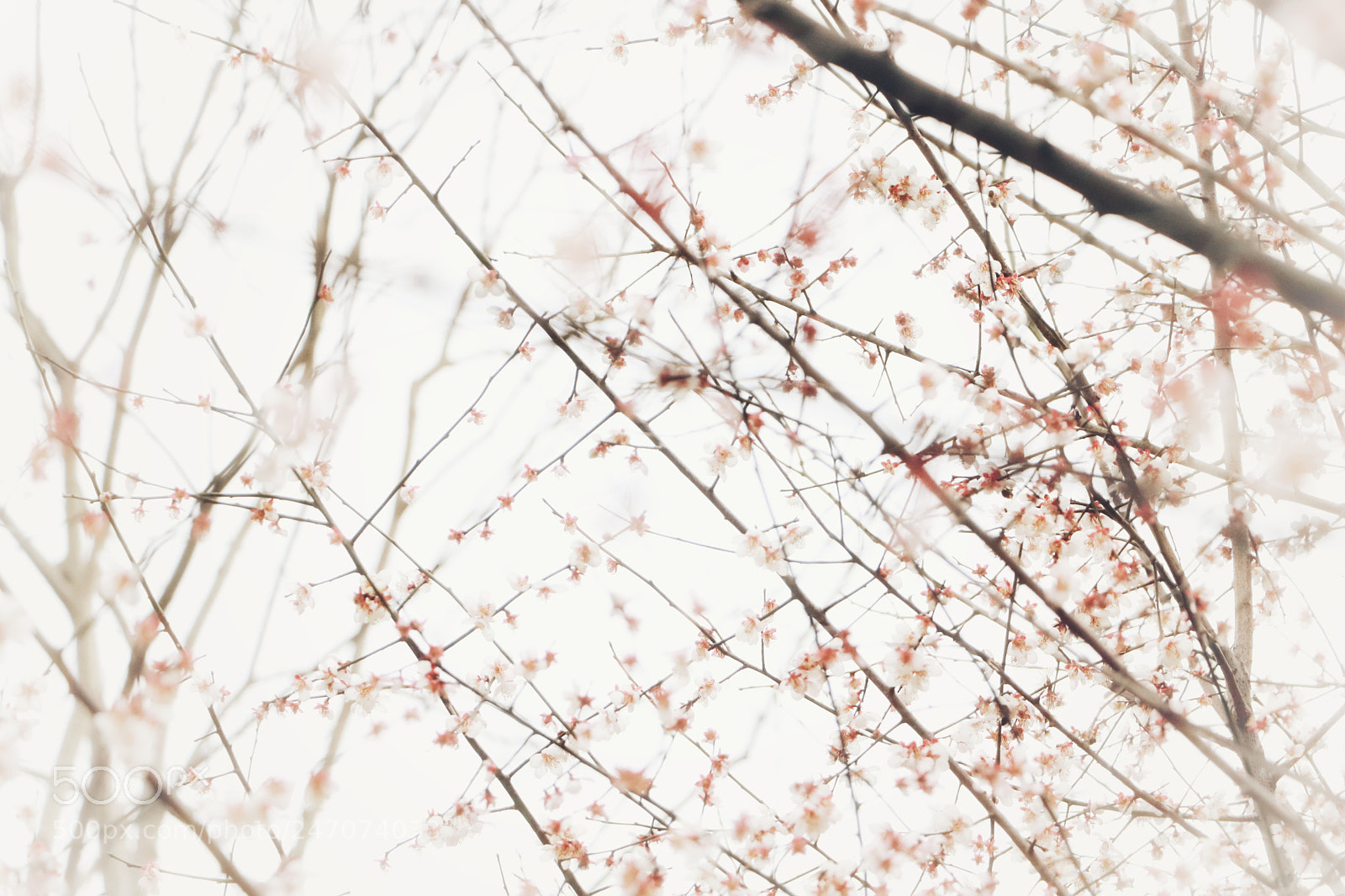 Canon EOS 750D (EOS Rebel T6i / EOS Kiss X8i) sample photo. 邂逅 photography