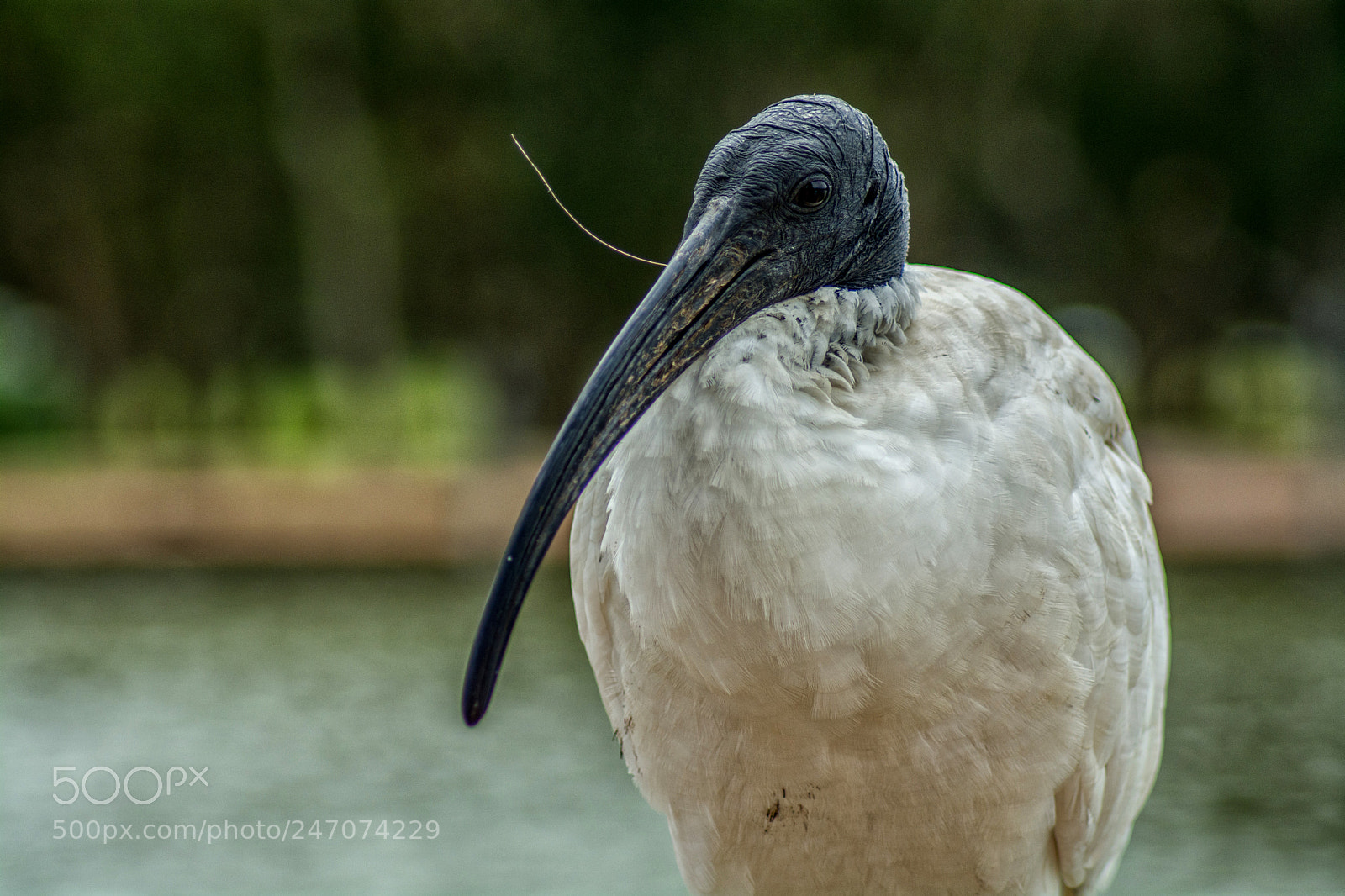 Nikon D7100 sample photo. Ibis photography