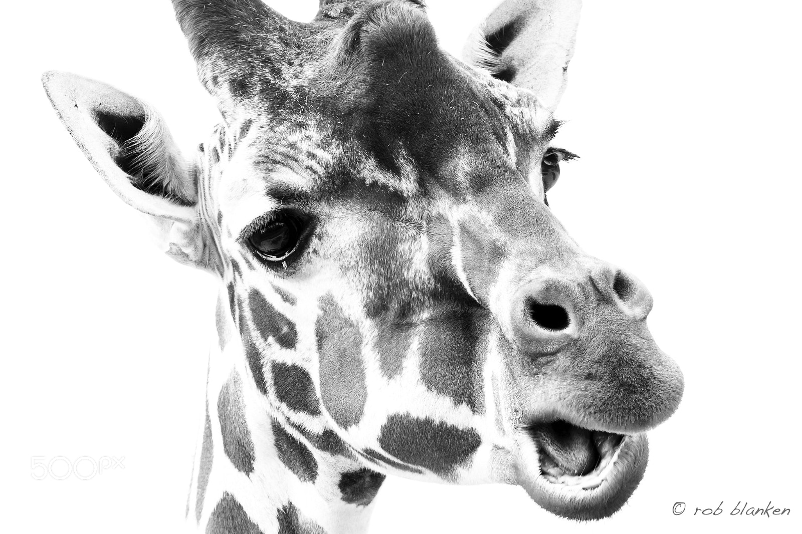 Nikon D500 sample photo. Giraffe photography