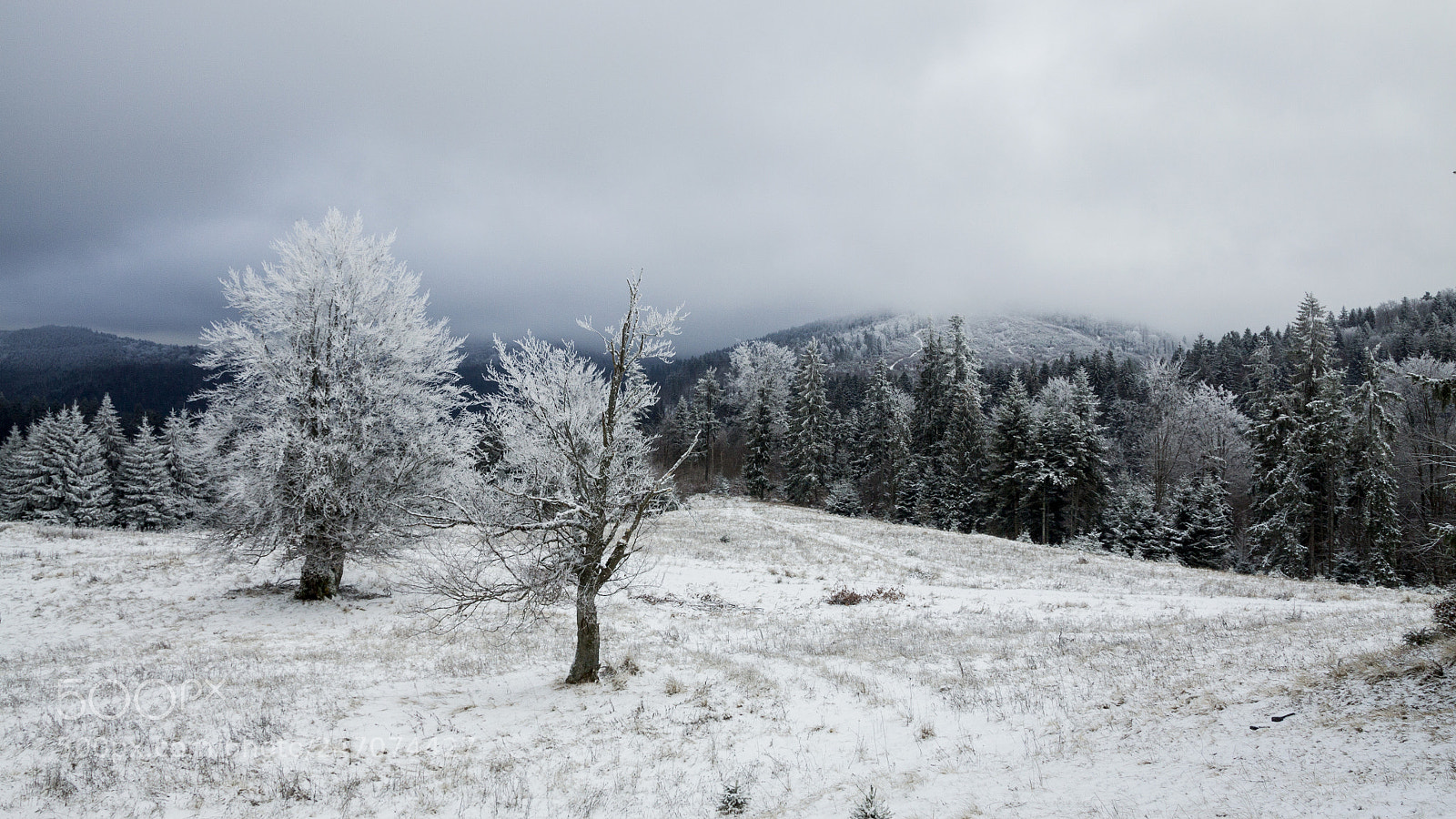 Canon EOS 50D sample photo. White dream photography