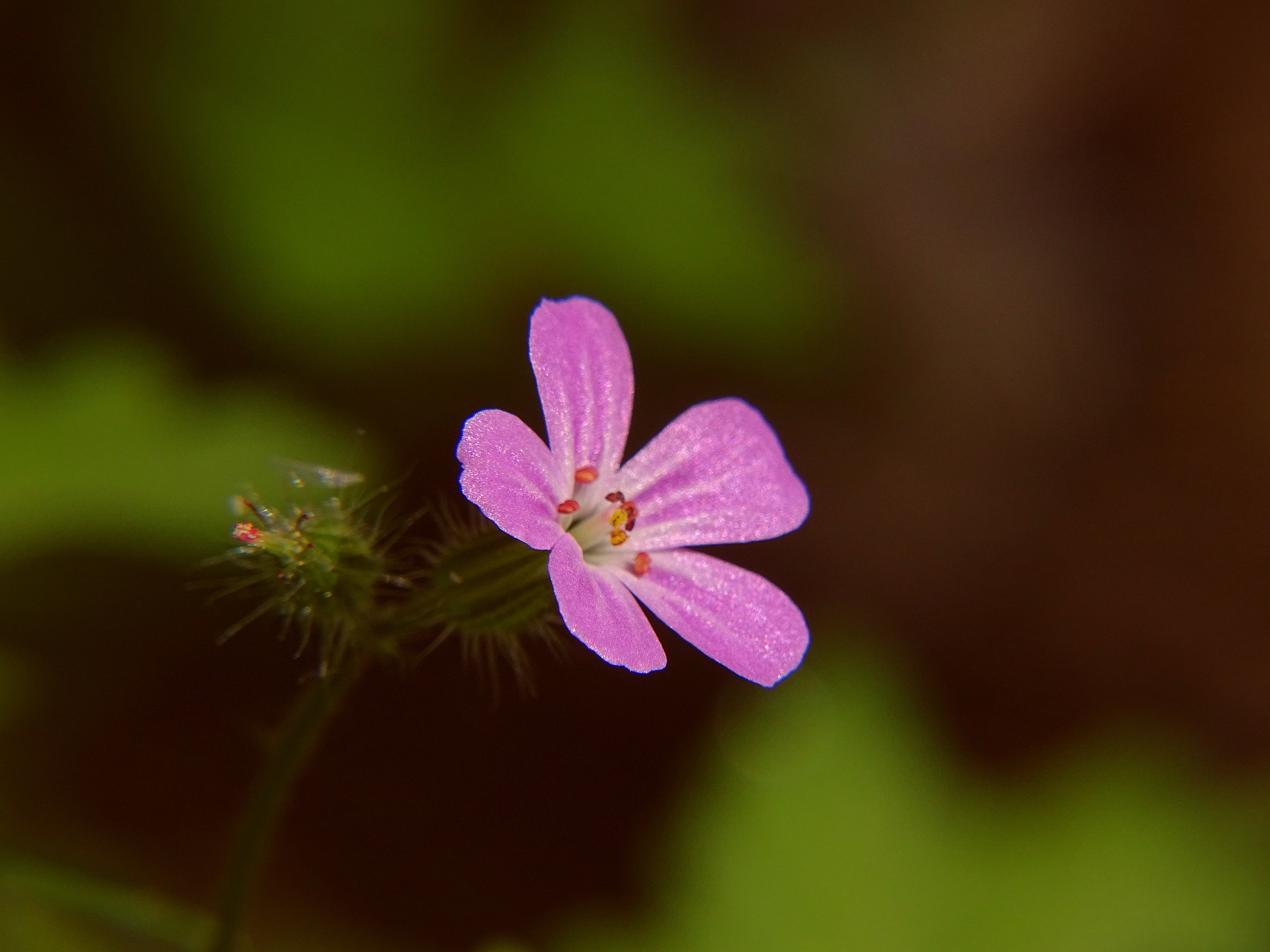 Sony Cyber-shot DSC-HX400V + Minolta AF 80-200mm F2.8 HS-APO G sample photo. 30_2018.jpg photography