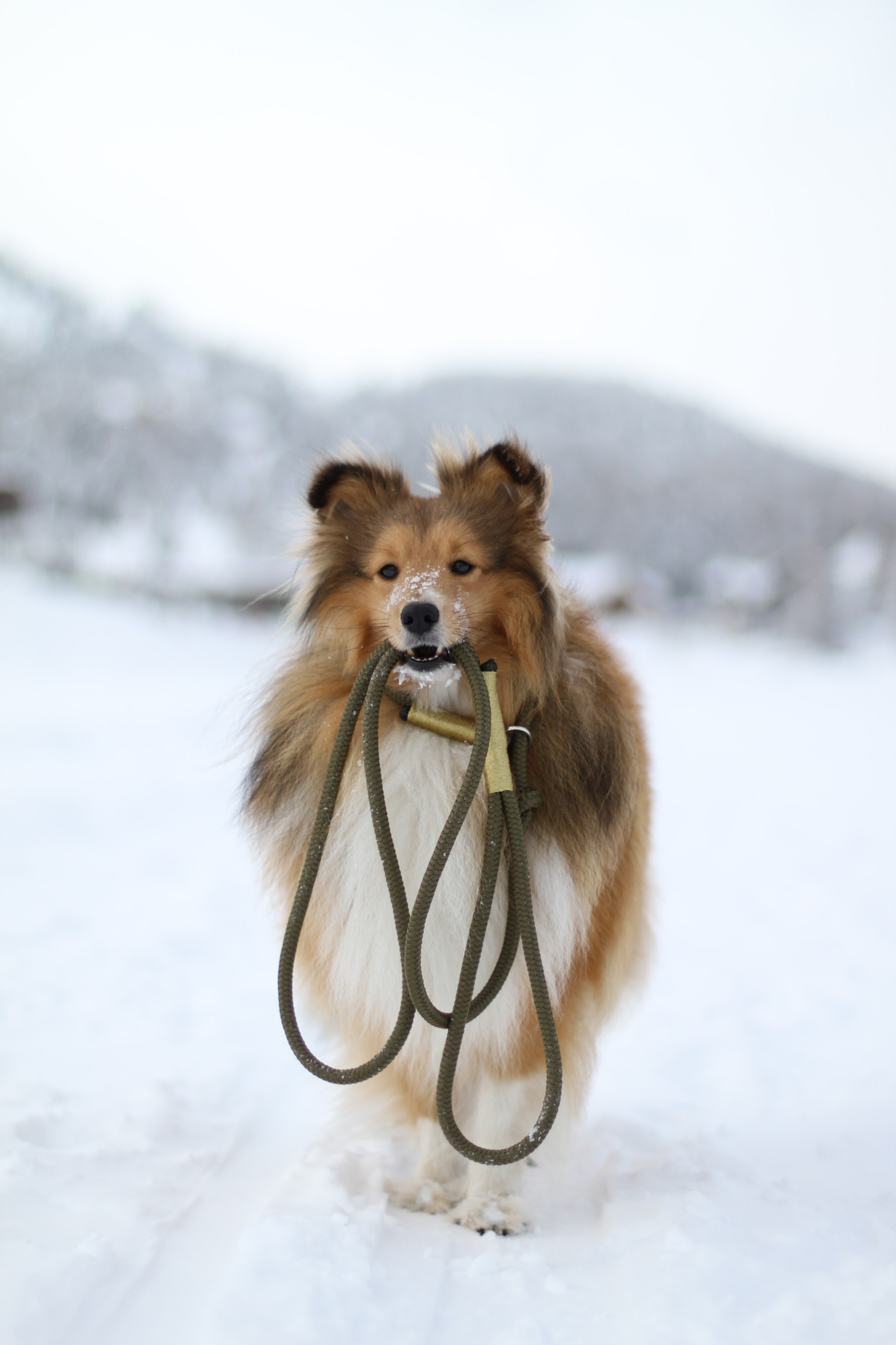 Canon EOS 7D sample photo. Just cookie and his leash on the way into a new adventure  photography