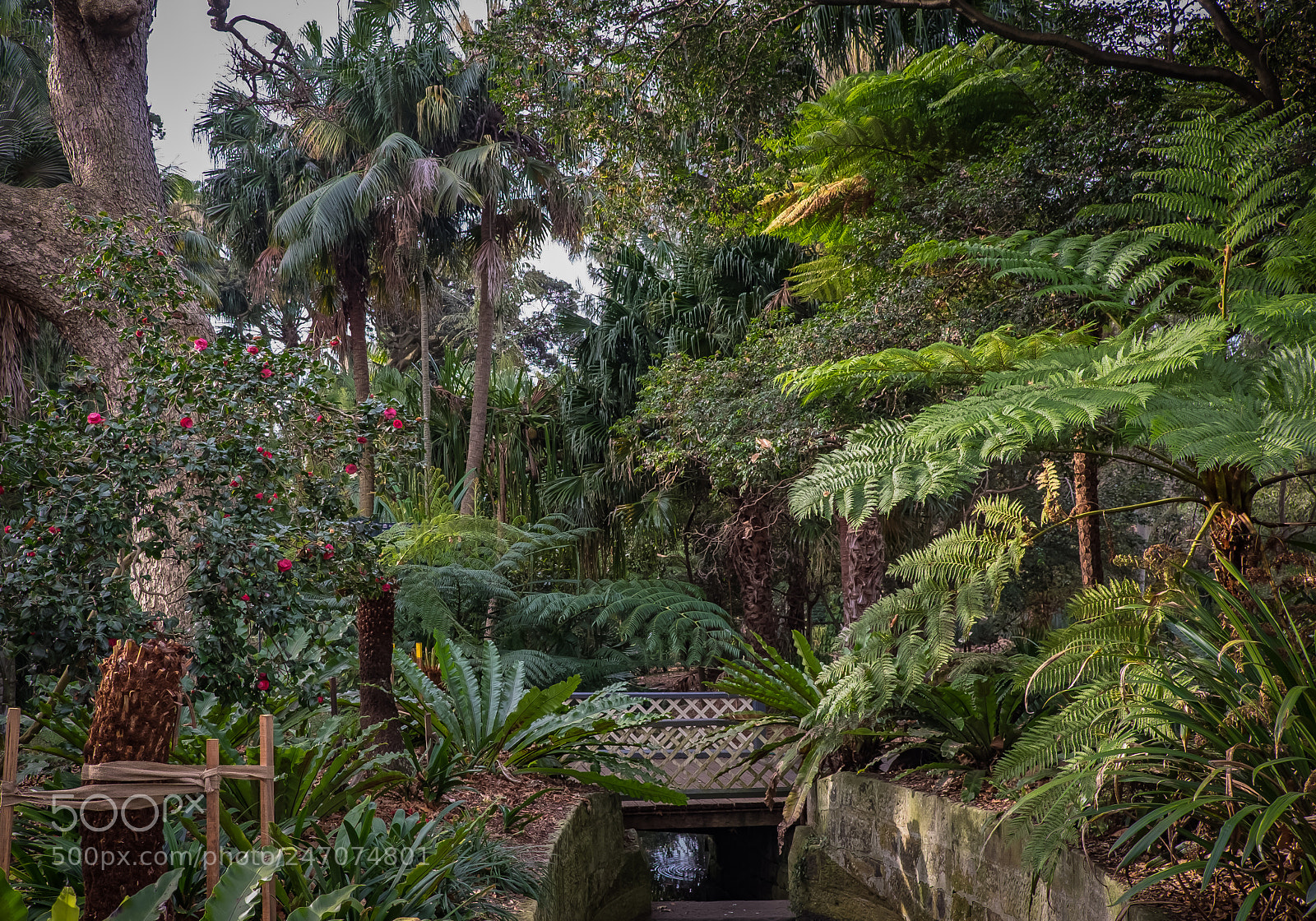 Fujifilm X-E2 sample photo. A jungle down under photography