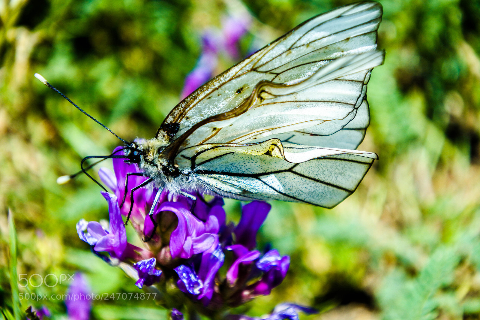 Nikon 1 J5 sample photo. The old butterfly photography