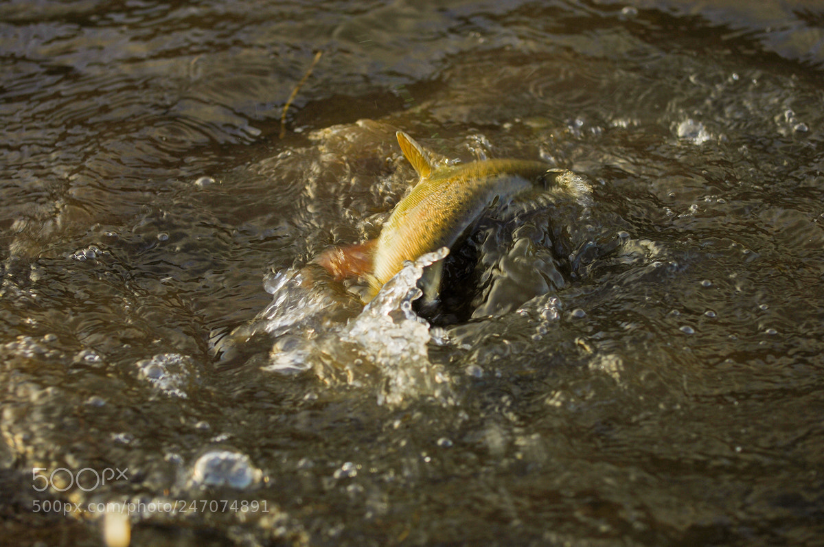 Nikon D2X sample photo. Fishing1 photography