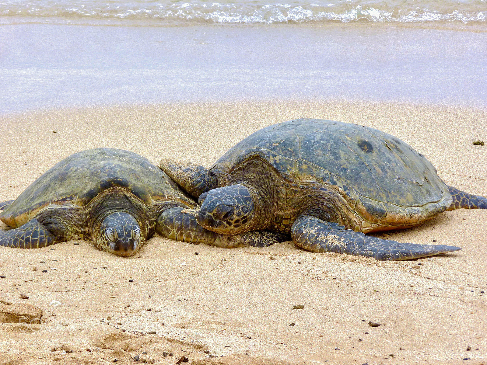 Panasonic Lumix DMC-FZ35 (Lumix DMC-FZ38) sample photo. Turtle snuggle photography