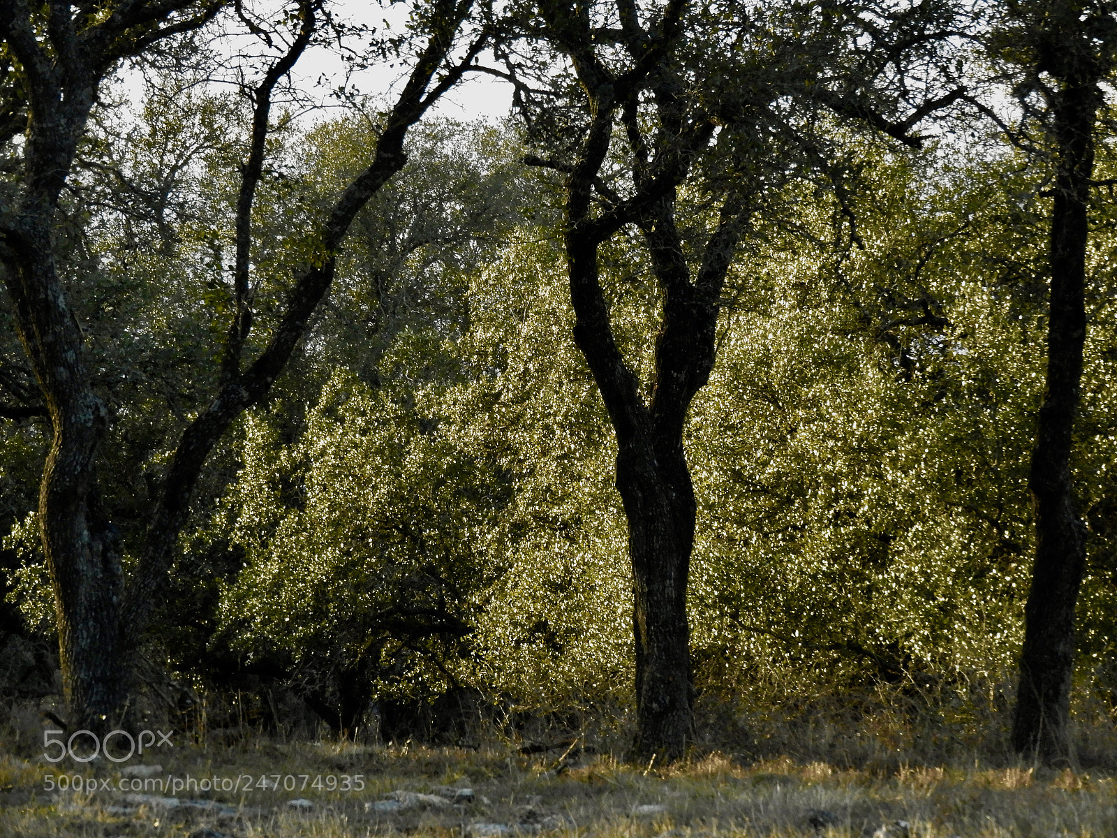 Nikon Coolpix B700 sample photo. Sunshine on trees shot photography