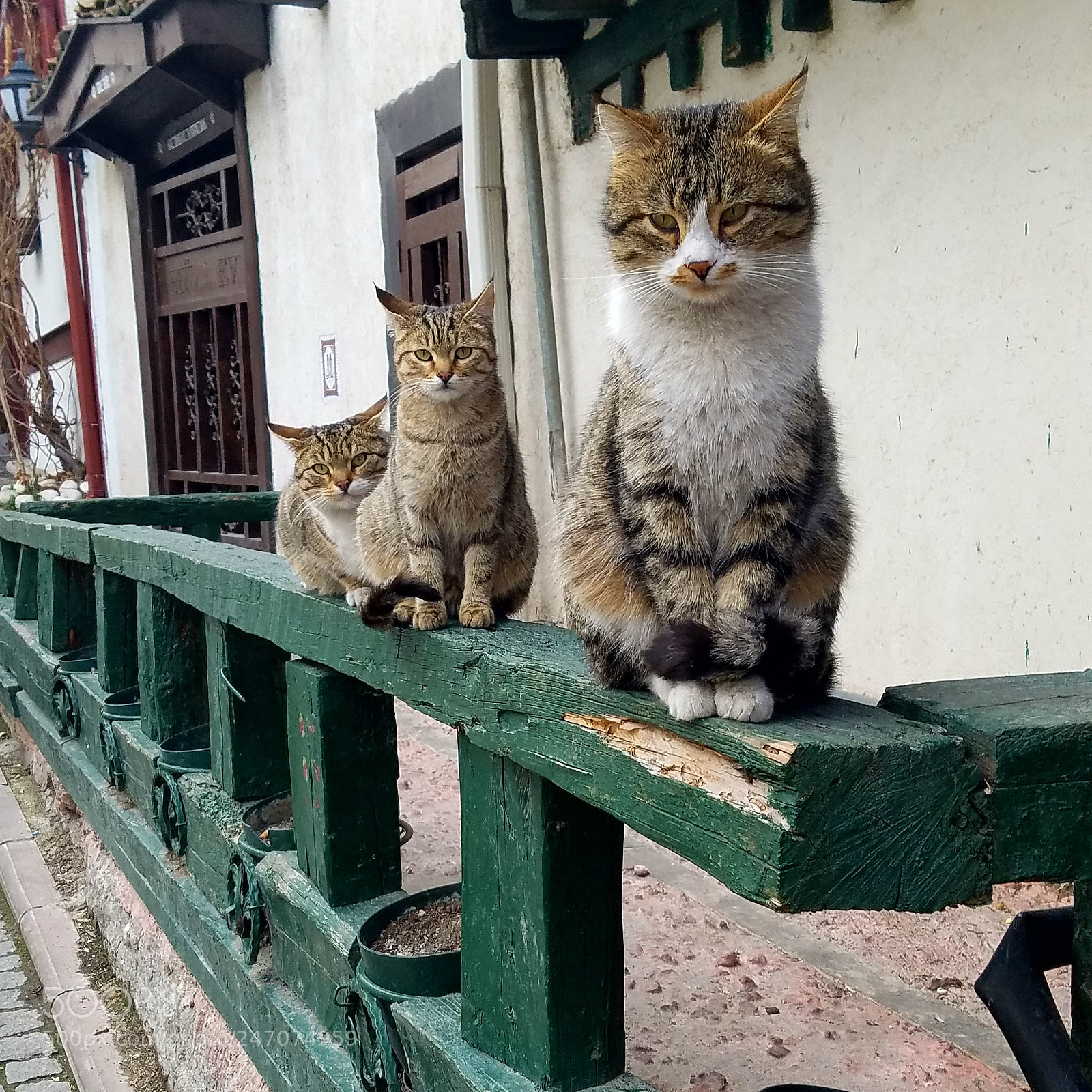 Samsung Galaxy S7 sample photo. The three cats photography
