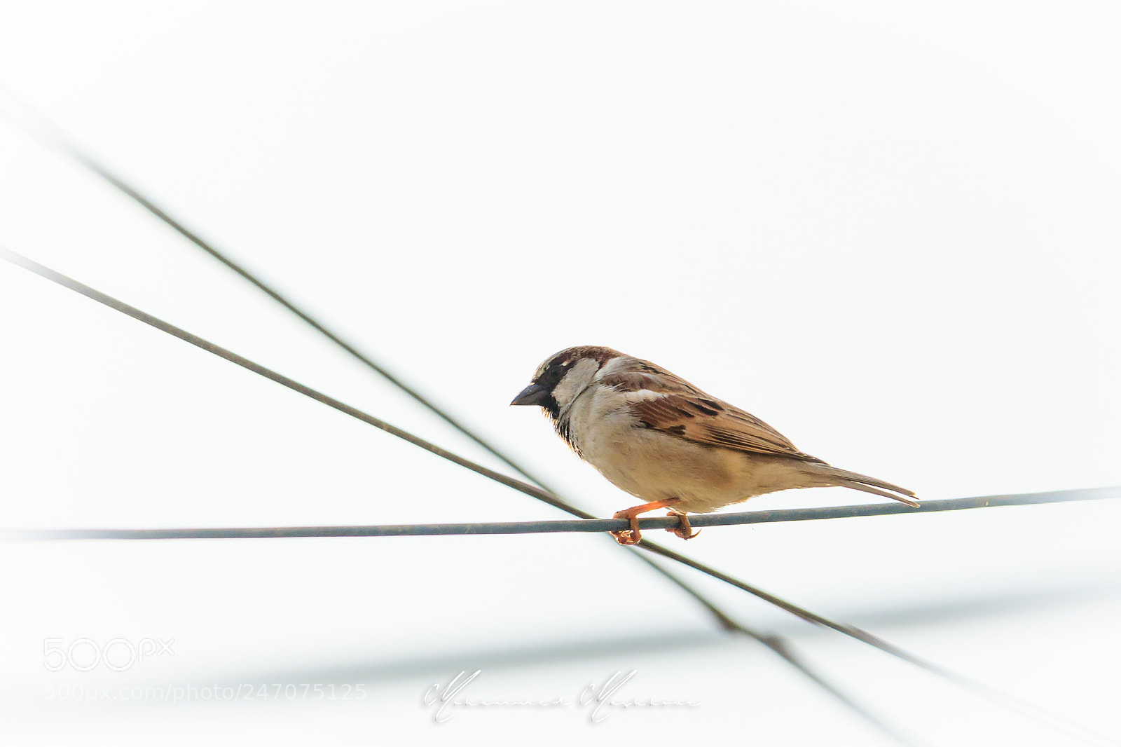 Canon EOS 7D Mark II sample photo. Crossed lines photography
