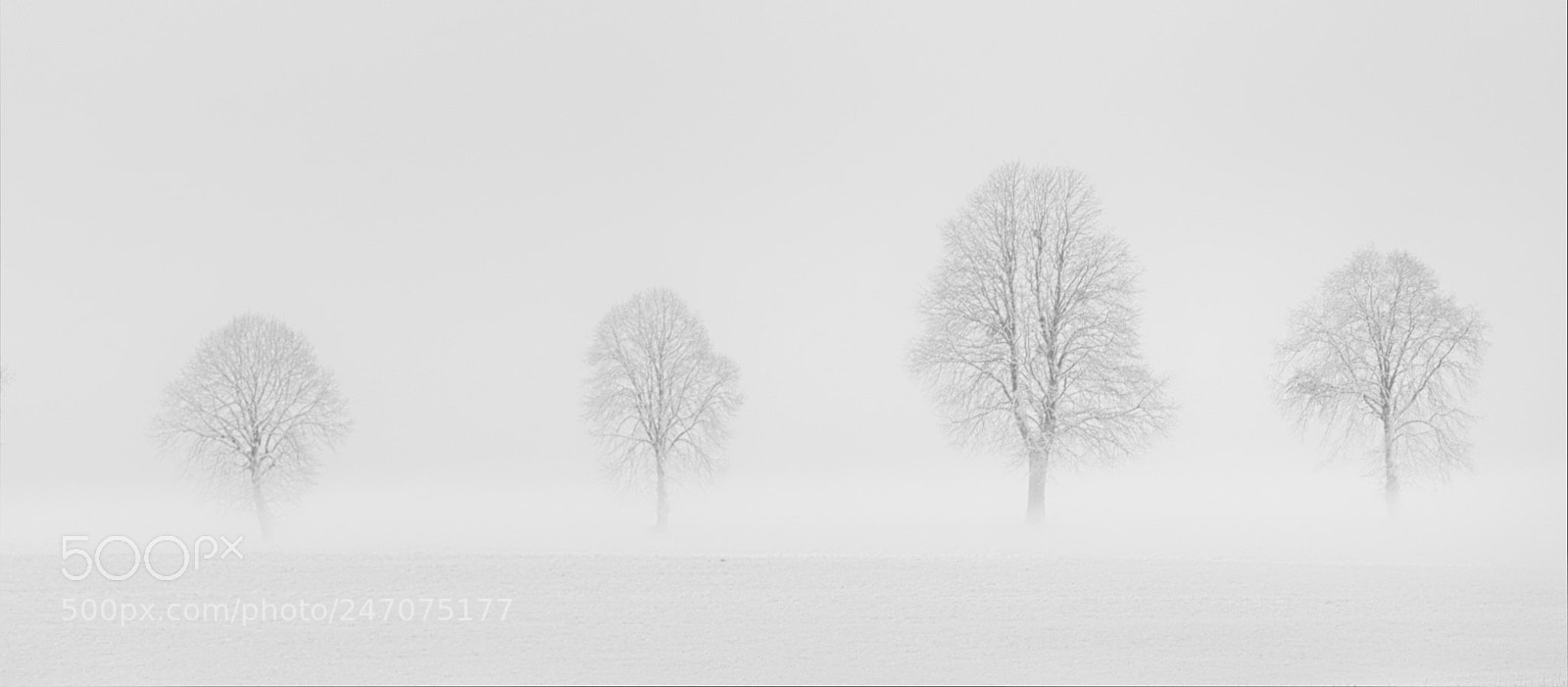 Panasonic Lumix DMC-FZ1000 sample photo. Misty morning iv bw photography